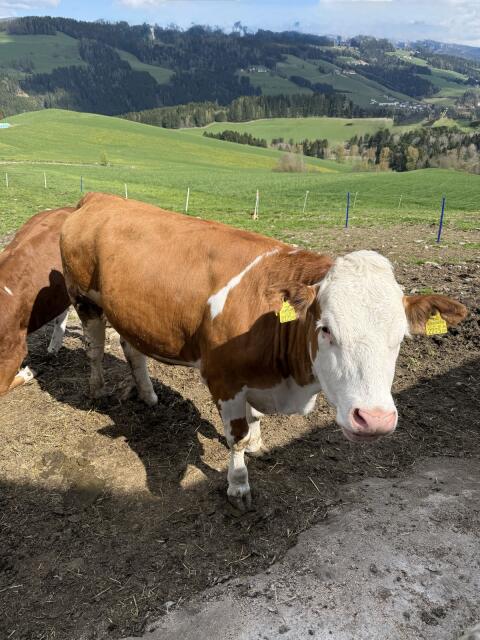 Bio-Fleckviehkalbin, trächtig