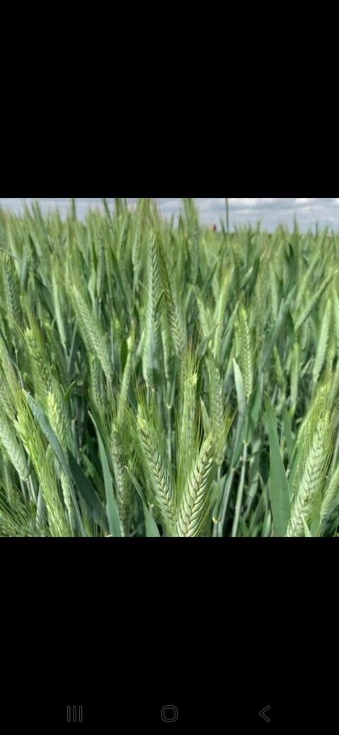 Futtertriticale