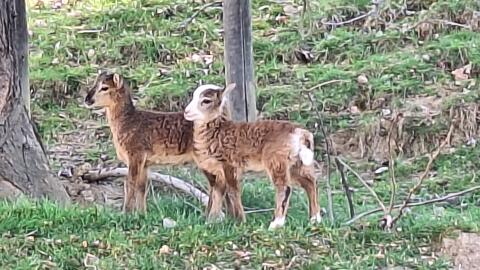 Soay-Schafe