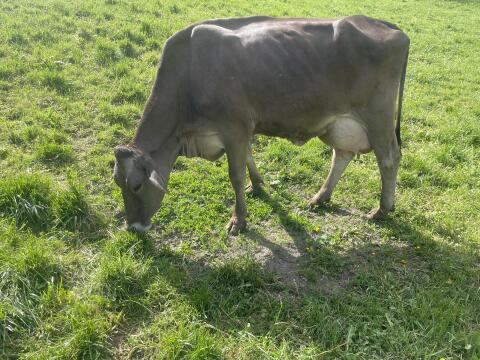 Braunviehkuh