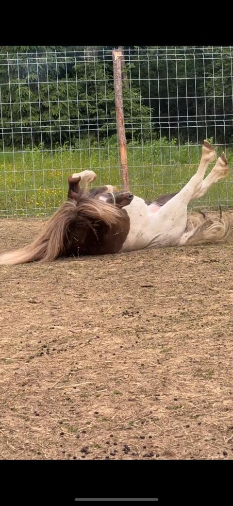 Shetlandhengst