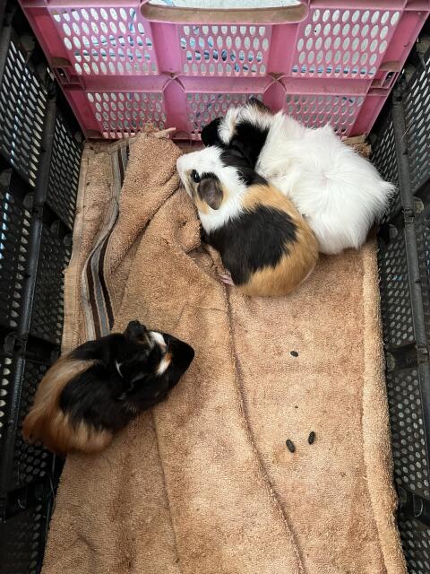 Meerschweinchen