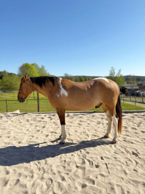 Paint Horse Wallach