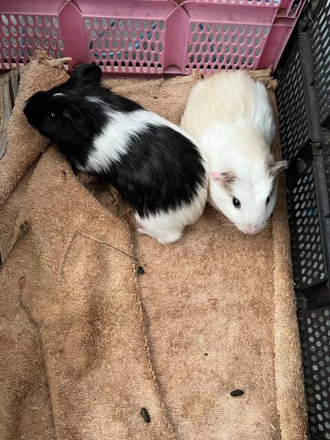 Meerschweinchen