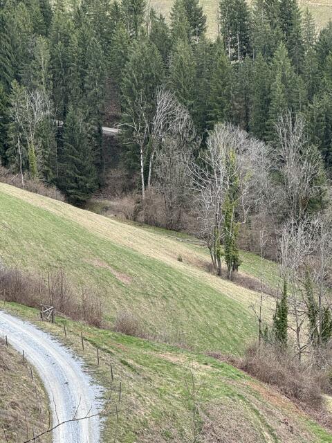 9 ha Weide für Mutterkuhhaltung in 8.593 Graden