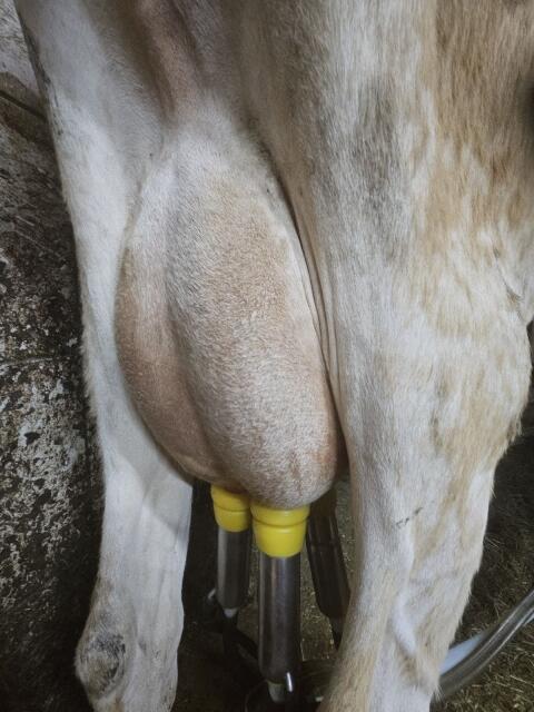 Bio-Jersey-Kuh