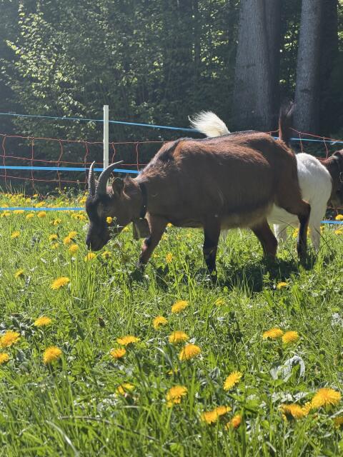 Gemsfarbige Ziege