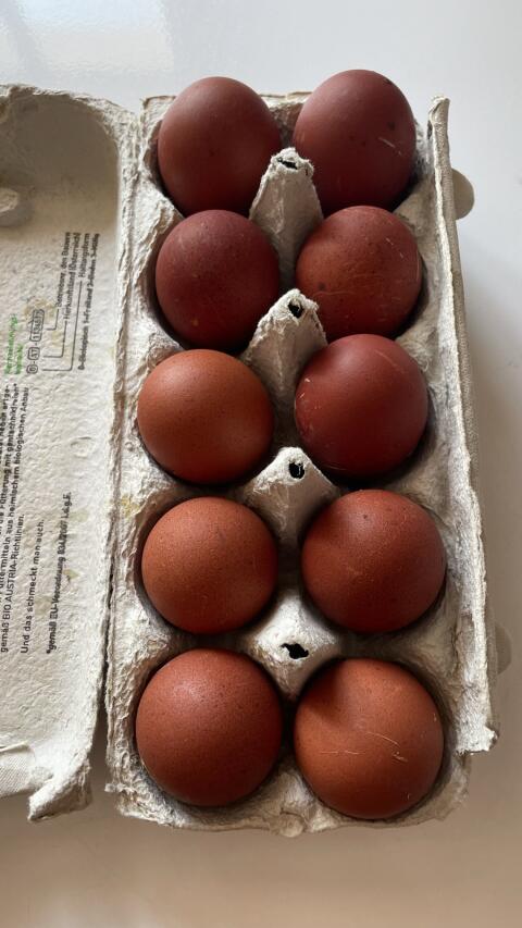 Bruteier Marans, Bielefelder Mischling