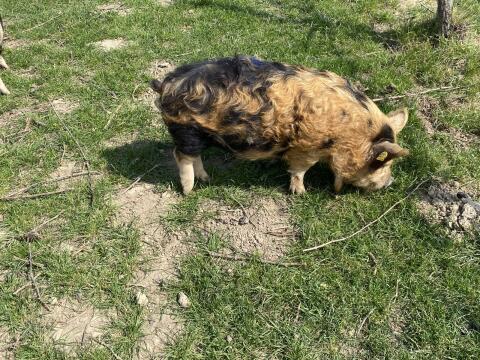 Kunekune Jungsau