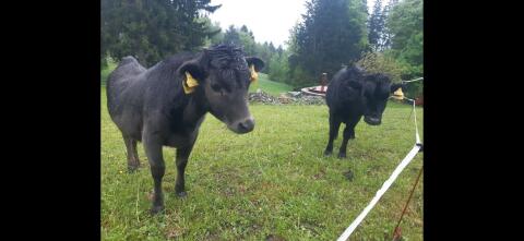 Dahomey Rinder (Zwergrinder) einjährig
