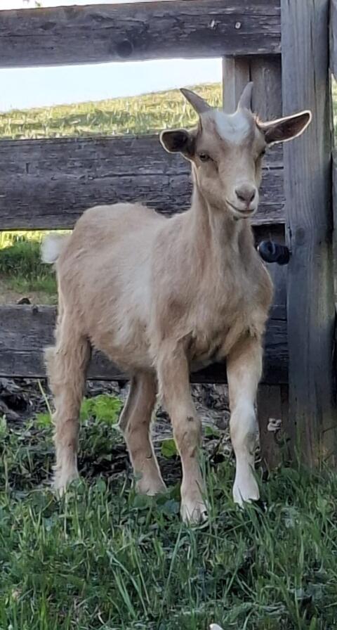 Ziege weiblich