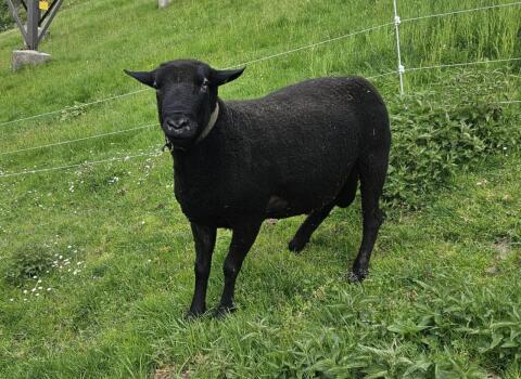 Jura-Widder, mit Papieren, 1b, zu verkaufen
