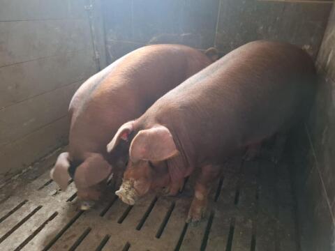 Duroc-Eber