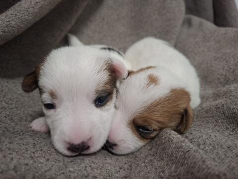 Jack Russell Terrier Welpen FCI/ÖKV Zucht