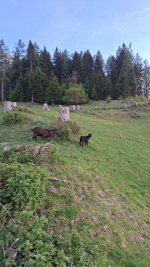 Pinzgauer Ziege mit Bockkitz