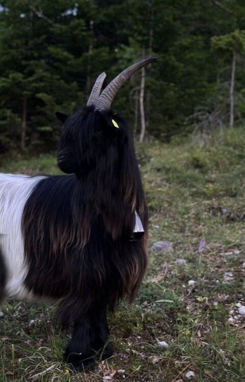 Walliser Schwarzhalsziegen
