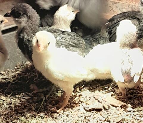 Zwerg Araucana