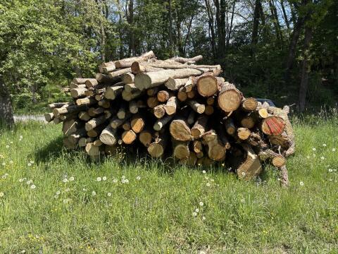 Brennholz Eiche und Buche