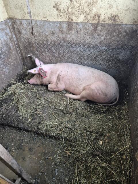 Bio-Schwein