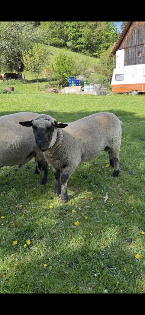 Shropshire Zuchtwidder und Jungwidder