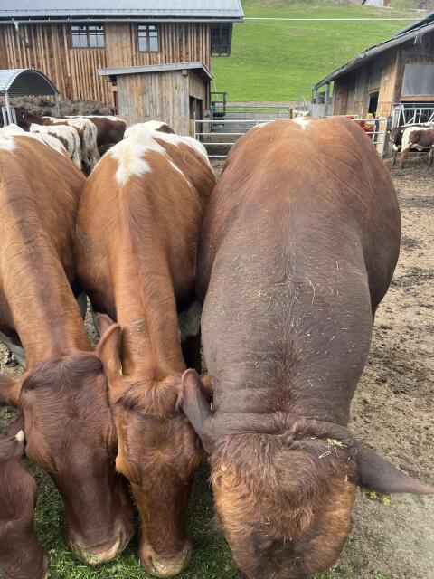 Pinzgauer Stier
