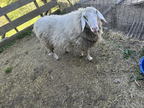 Brillenschaf-Widder