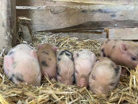 Mikroschweine