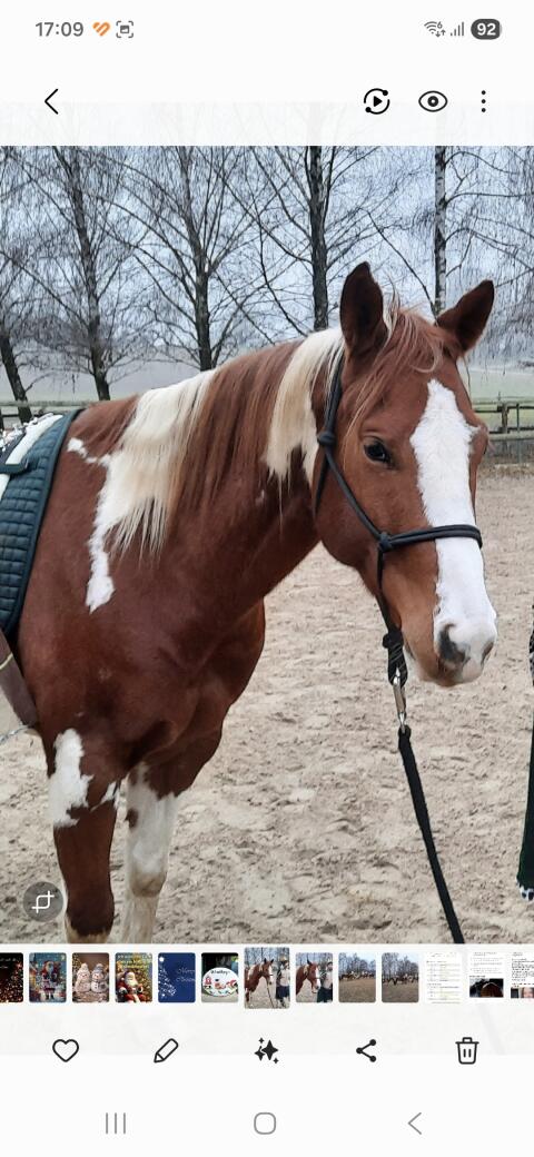 Pferd