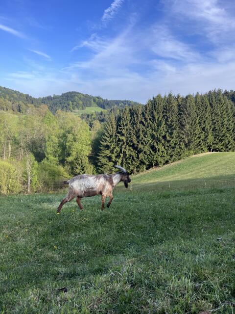 Verkauf eines sehr zutraulichen Ziegenbocks