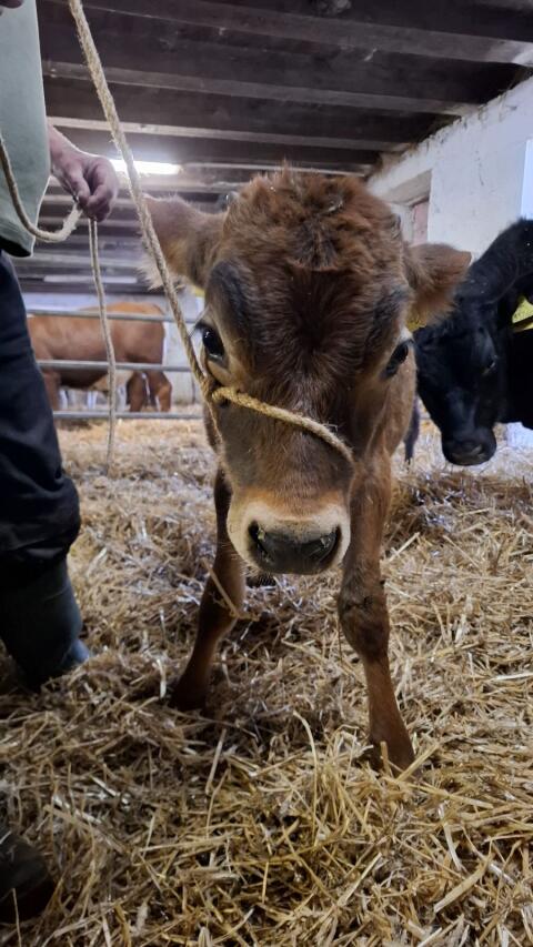 Jersey-Stierkalb