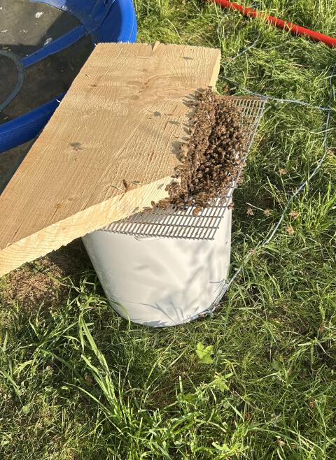 Bienenschwarm