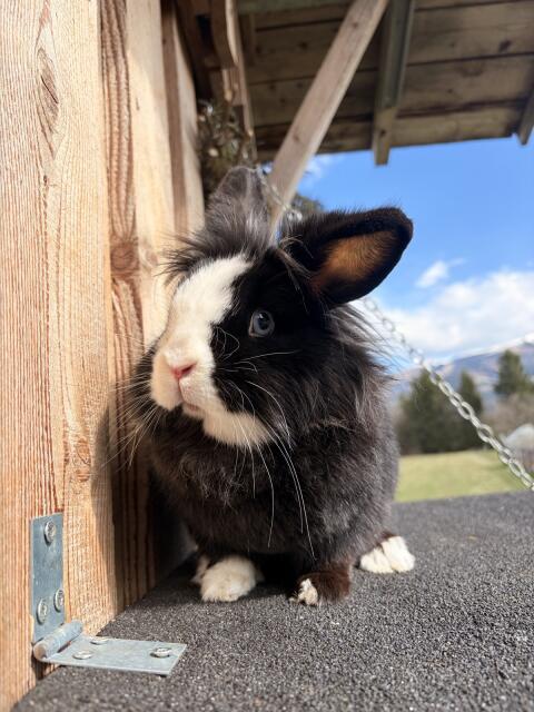 Zwergkaninchen mit Jungtieren
