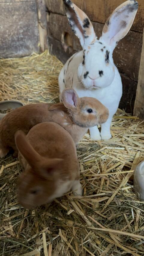 Rexkaninchen