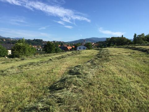 1,5 ha Grünland in Puch bei Weiz, für Mahd