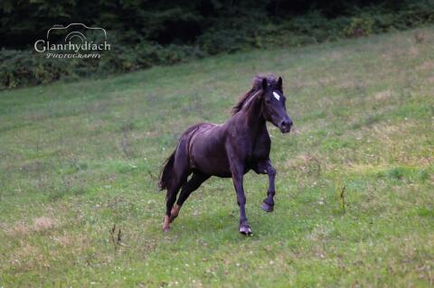 Welsh D Cob