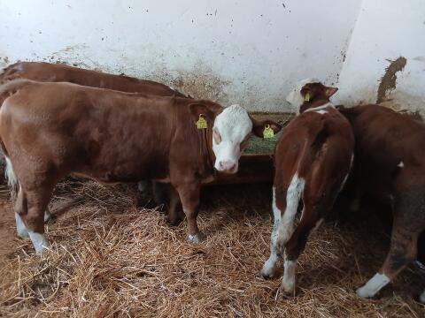 4 Fresser, Einsteller, weibl. FV