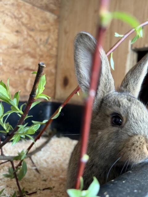 Hasen, Kaninchen