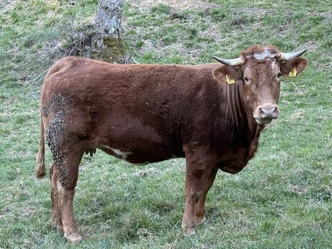 Trächtige Bio-Limousin-Kalbin