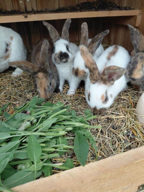 Jungkaninchen