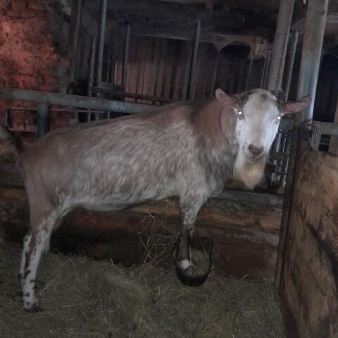Ziegenbock