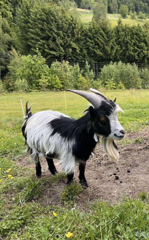 Zwergziegenbock zu verkaufen