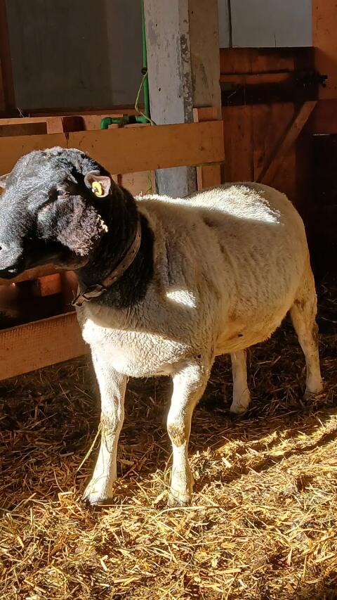 Dorper Widder