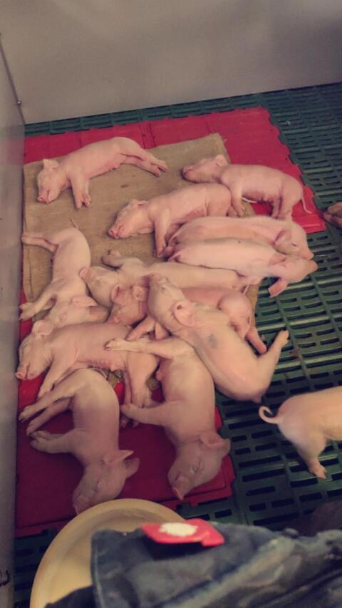 Ferkel, Mastferkel für professionelle Schweinemäster