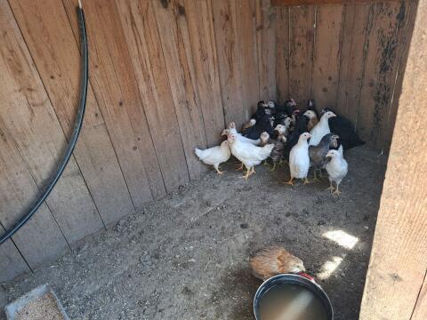Marans und Araucaner
