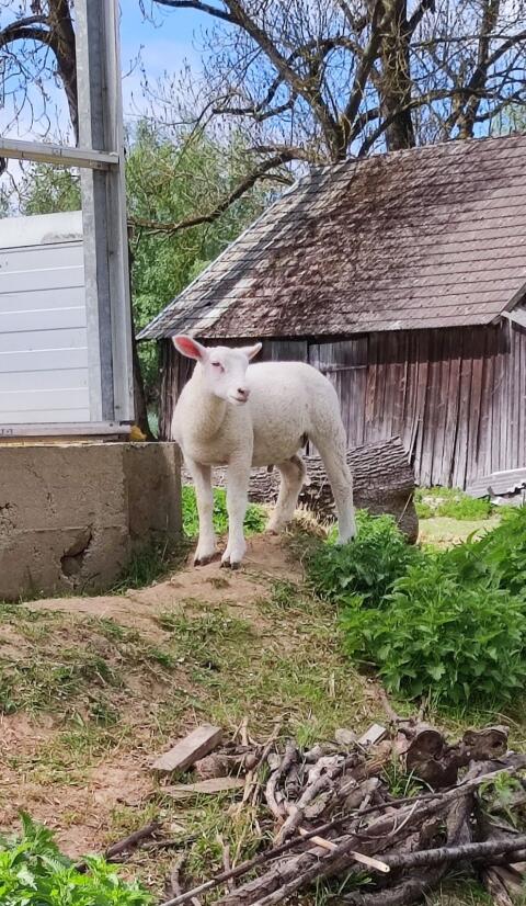 Schafbock, Lamm, Jungbock