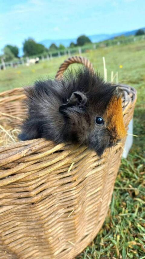 Meerschweinchen
