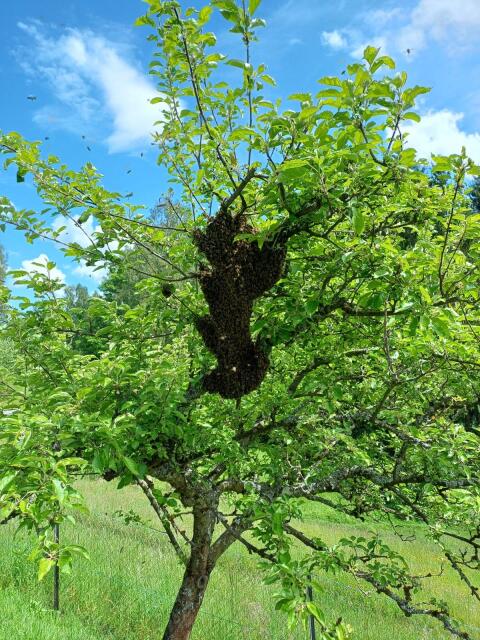 Bienenschwärme
