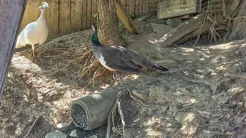 Pfau