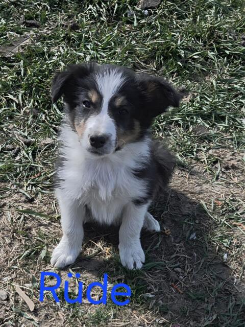 Border Collie Welpen