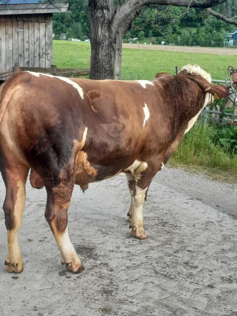 Fleckvieh-Stier